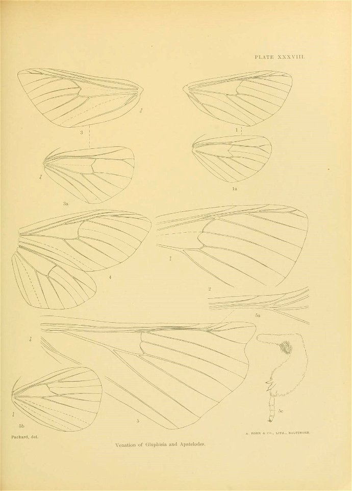 n448_w1150