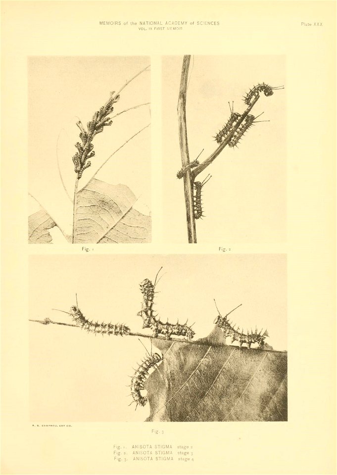 n276_w1150