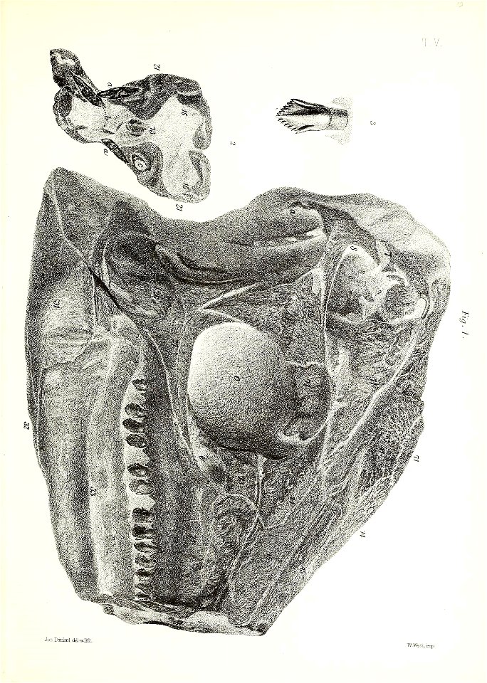 n54_w1150