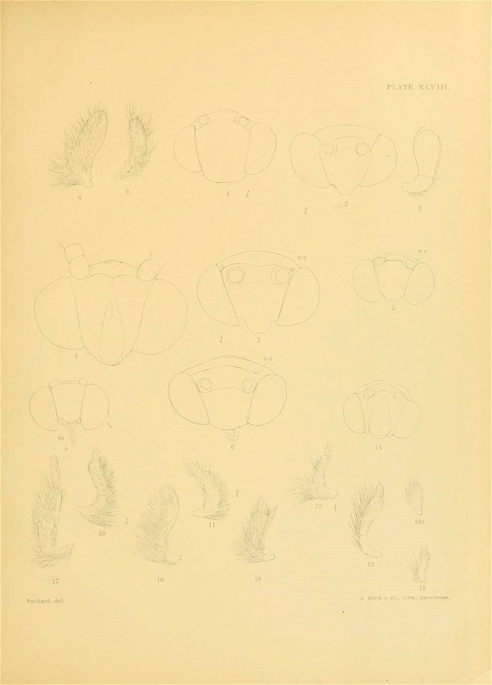 n488_w1150