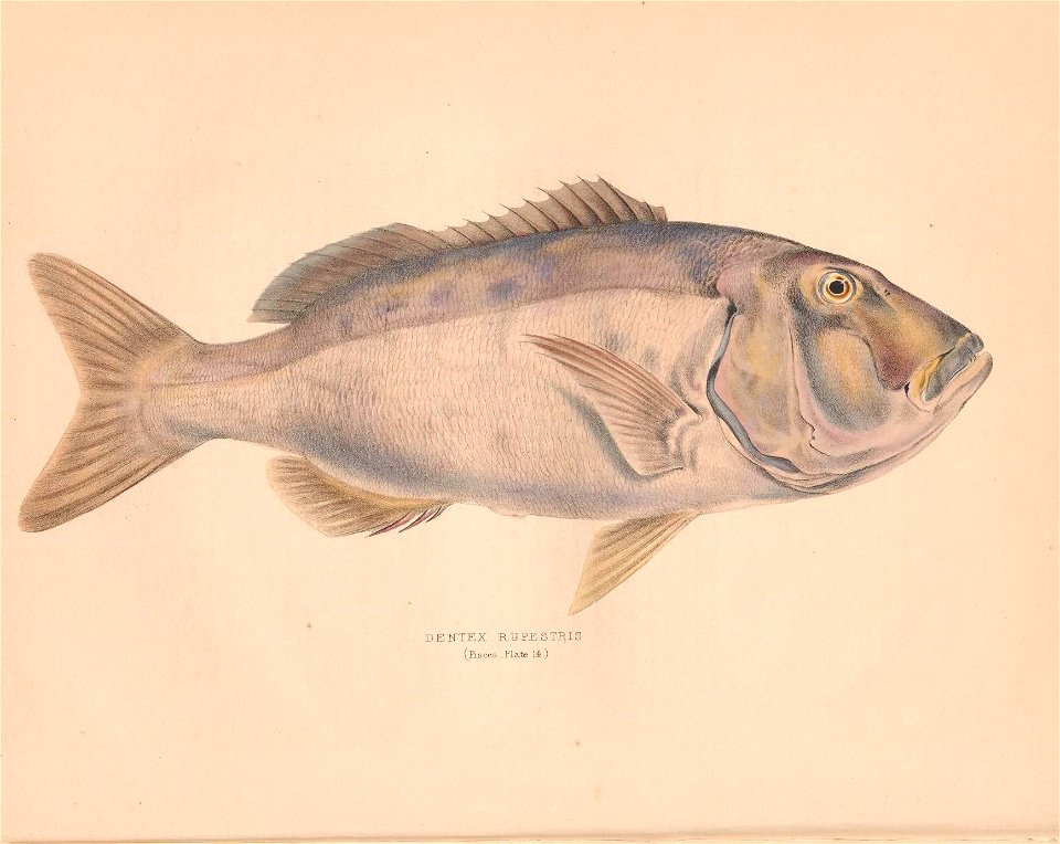 n63_w1150