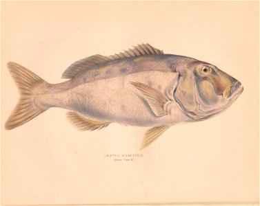 n63_w1150