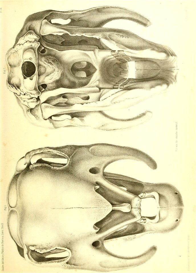 n438_w1150