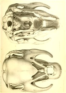 n438_w1150