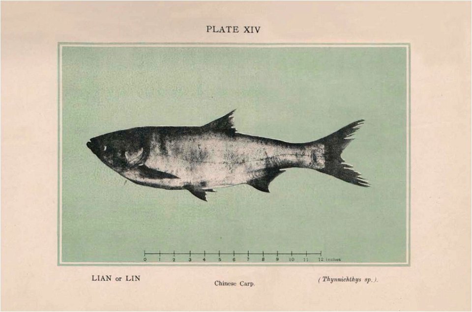 n273_w1150