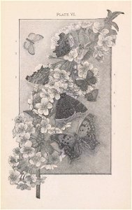 n415_w1150