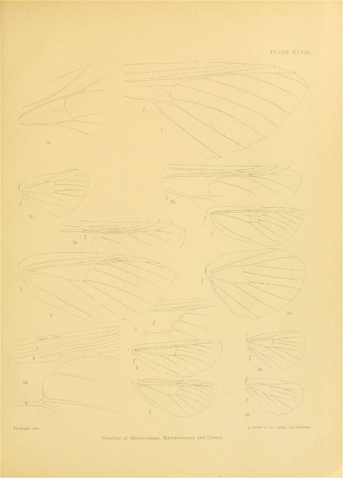 n484_w1150