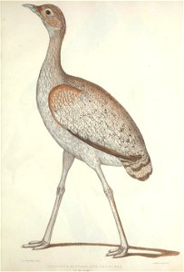 n136_w1150