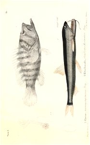 n488_w1150