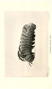 n185_w1150