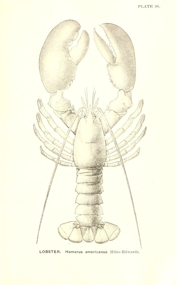 n852_w1150
