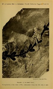 n808_w1150