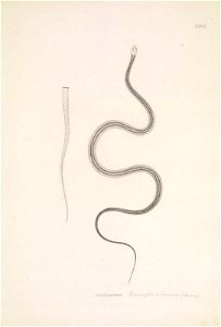 n126_w1150
