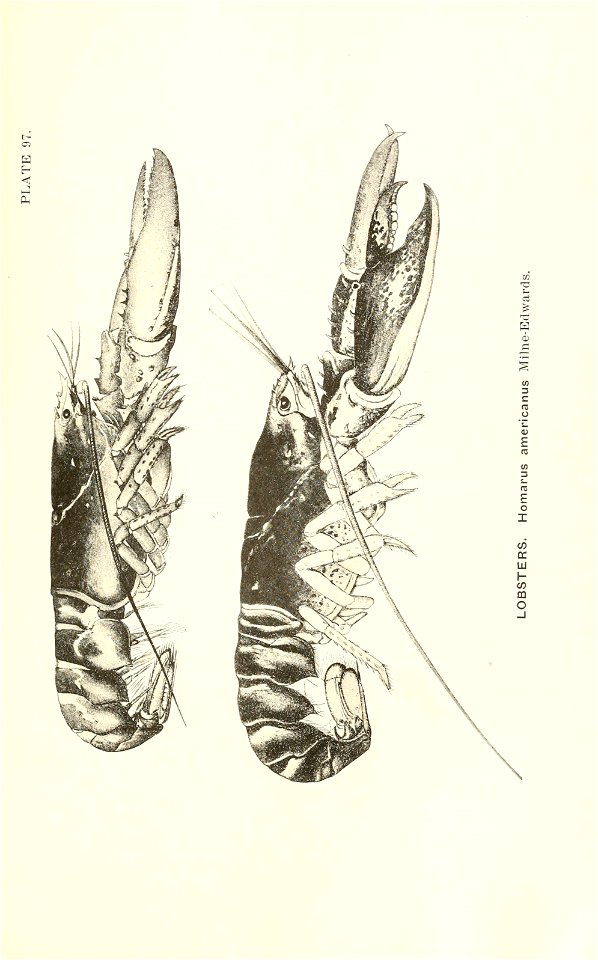 n854_w1150