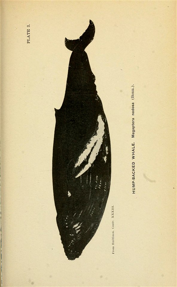 n252_w1150