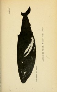n252_w1150
