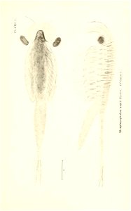 n670_w1150