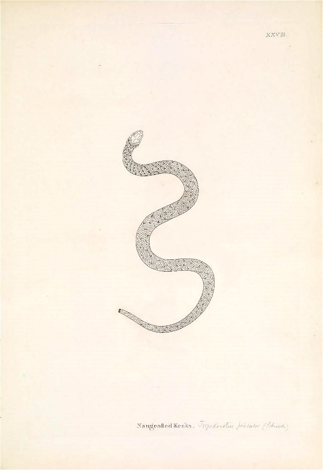 n128_w1150
