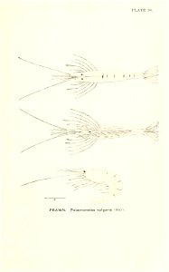 n848_w1150