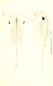 n668_w1150