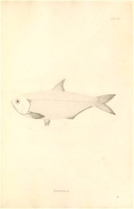 n508_w1150