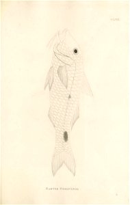 n448_w1150