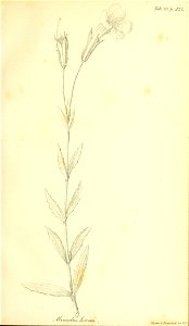 n80_w1150