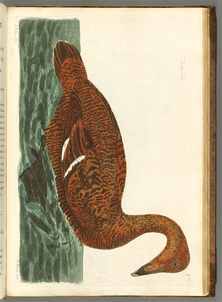 n358_w1150