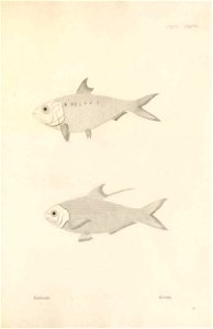 n510_w1150
