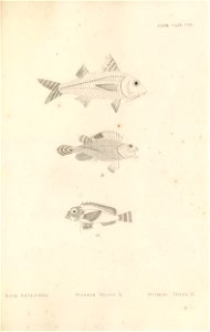 n450_w1150