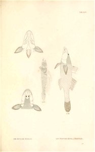 n178_w1150