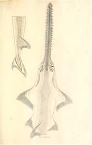 n118_w1150