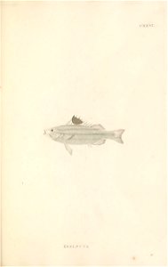 n388_w1150