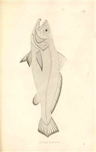 n358_w1150