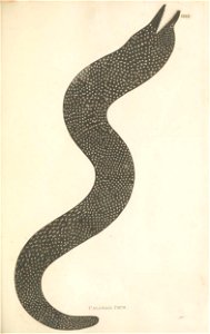 n146_w1150