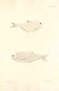 n506_w1150