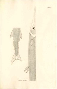 n476_w1150