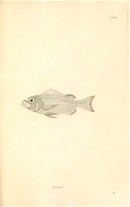n386_w1150
