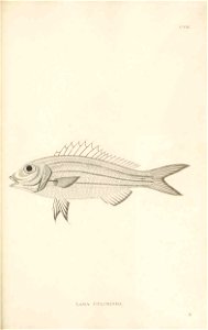 n354_w1150