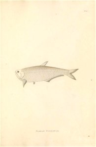 n502_w1150