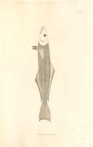 n442_w1150