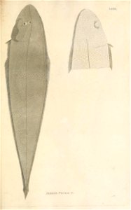 n200_w1150
