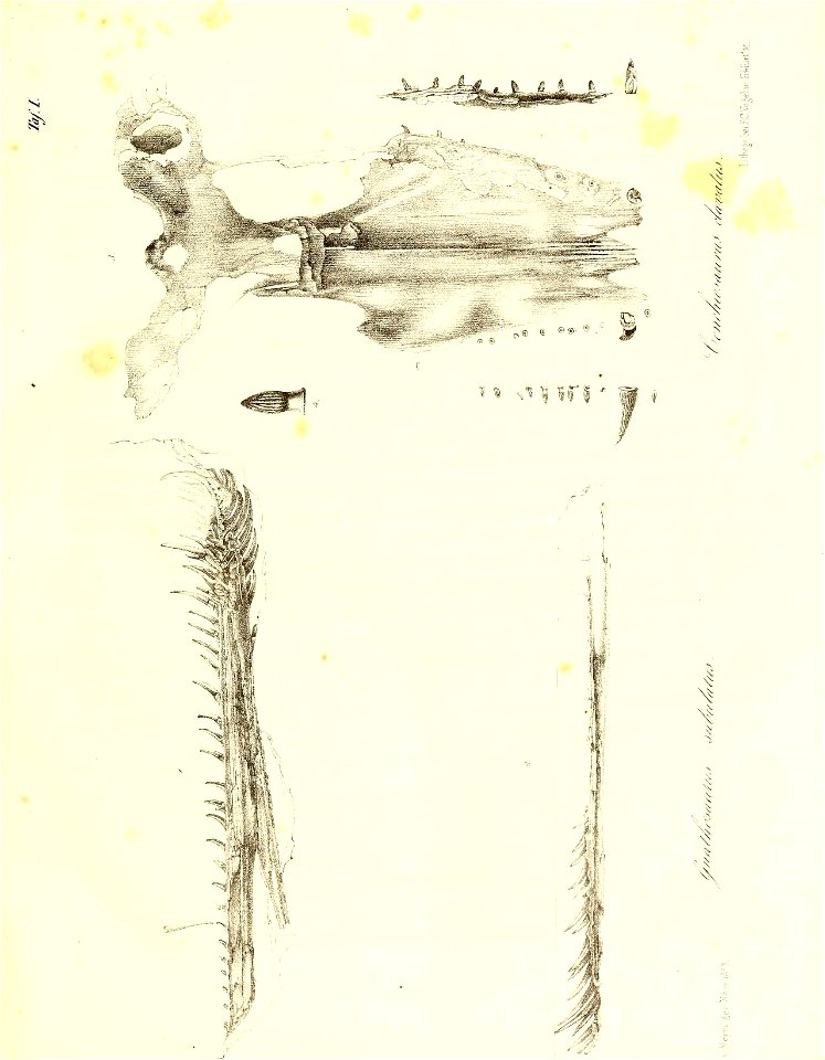 n28_w1150