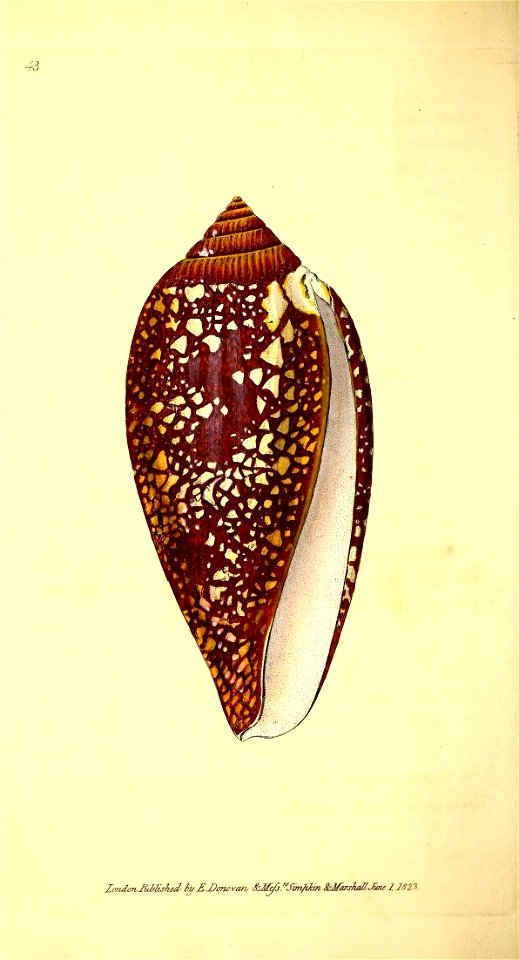 n55_w1150