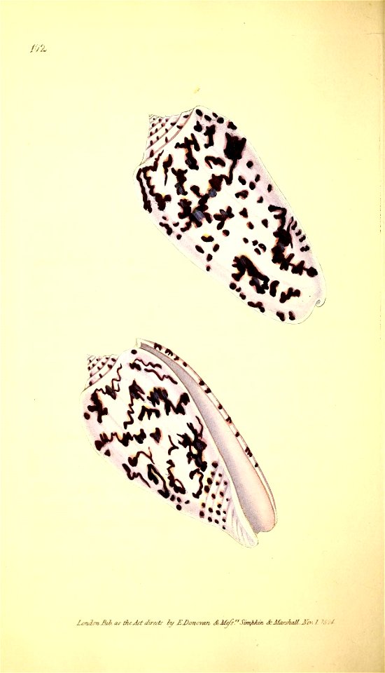 n155_w1150