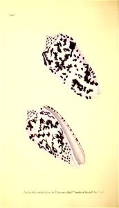 n155_w1150