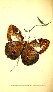 n81_w1150
