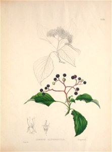 n56_w1150