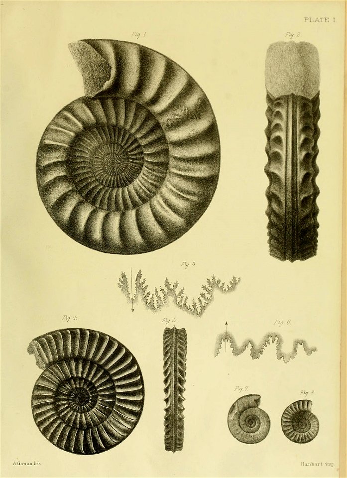 n8_w1150