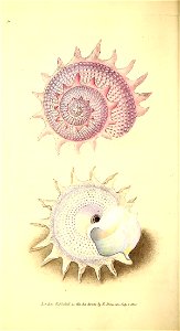 n95_w1150